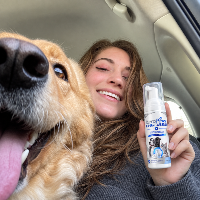 A golden retriever in the car