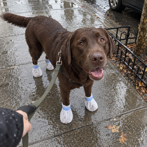 Rainy Walks