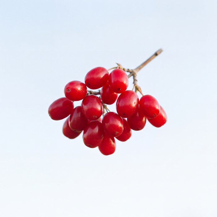 Cornus Officinalis