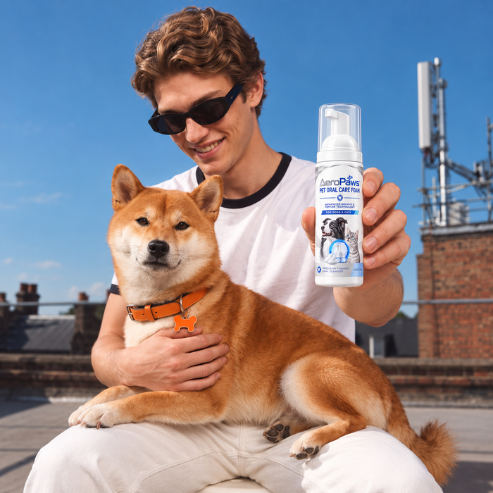 A Shiba Inu and its owner