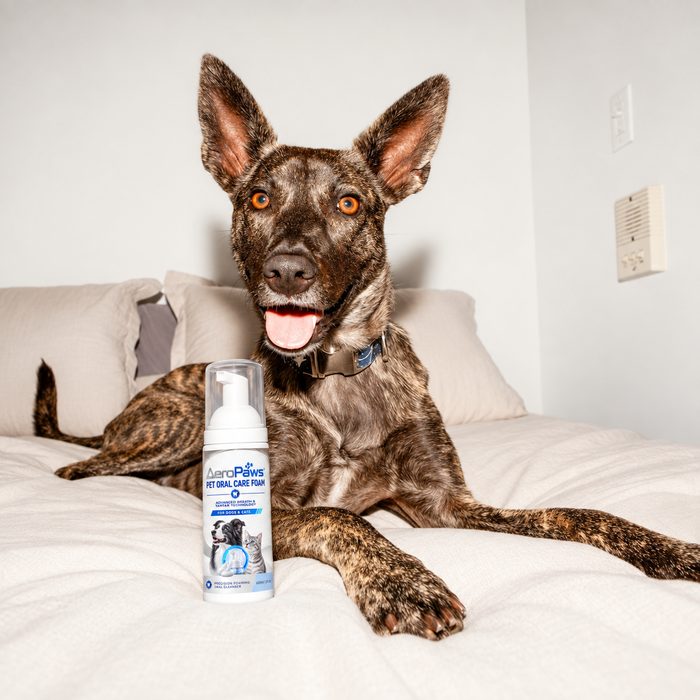A dog relaxing on the bed