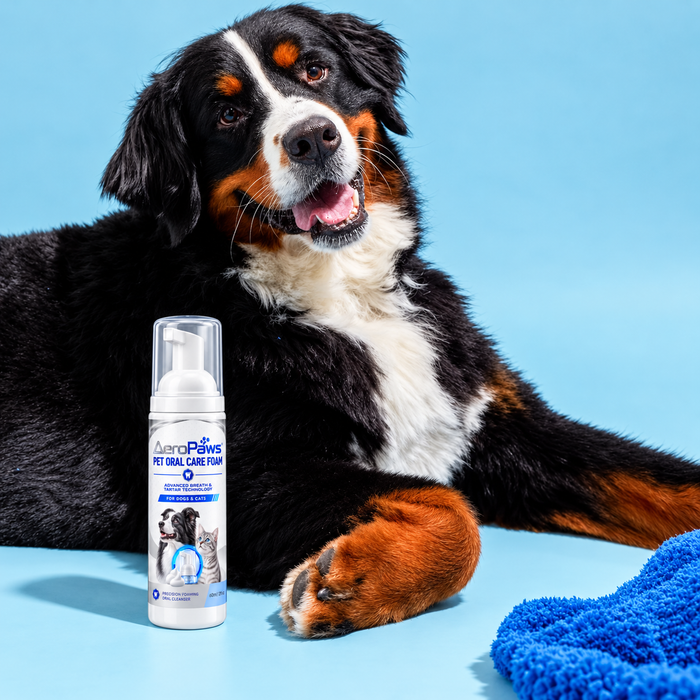 A Bernese mountain dog with AeroPaws foam