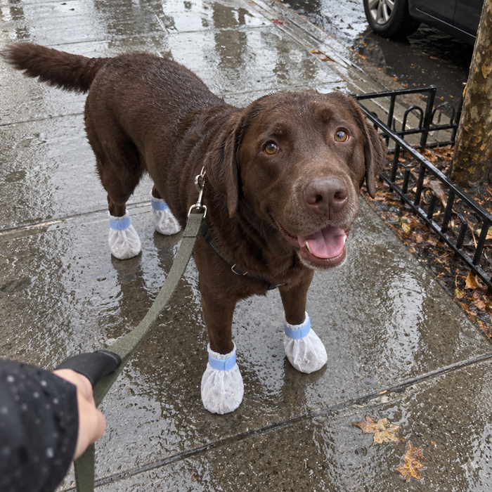 A Labrador on a rainy sidewalk