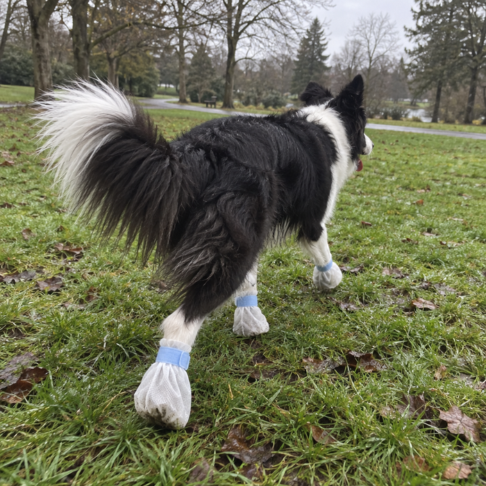 A border collie in the park