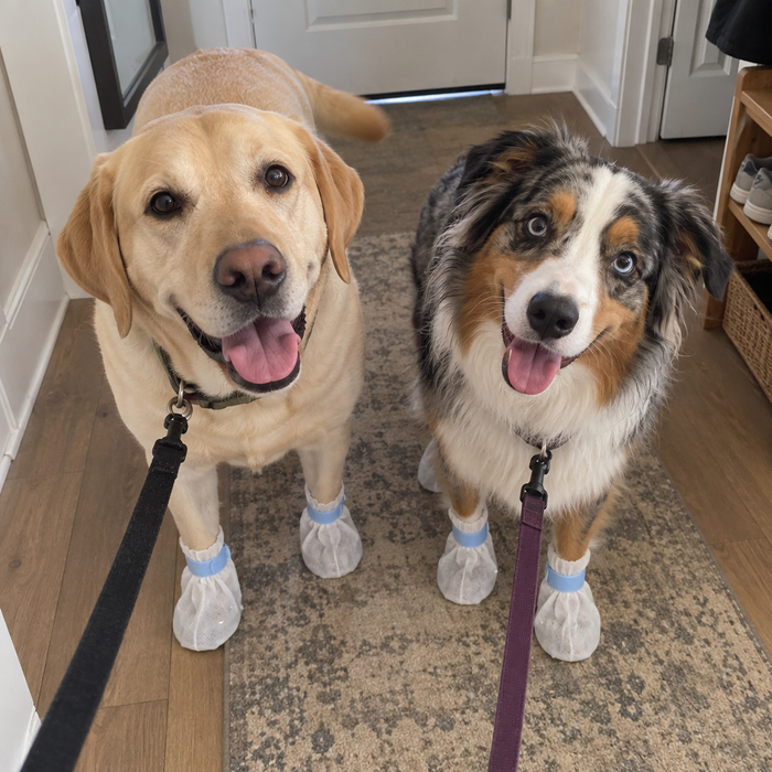 Two dogs ready for a walk